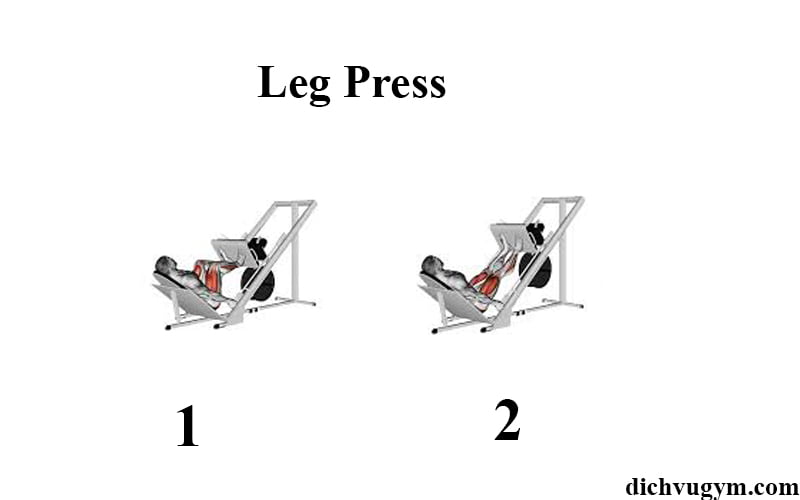 leg press